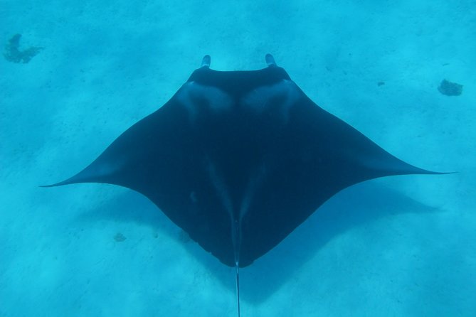 Bora Bora Lagoon Snorkeling Tour by Private Boat - Key things to know before you go