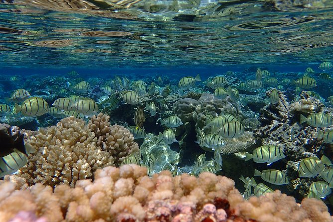 Bora Bora Lagoon Snorkeling Tour by Private Boat - Pace, timing, and how flexible this tour really feels