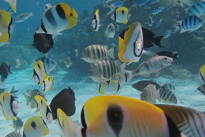 Bora Bora Lagoon Snorkeling Tour by Private Boat - Price and value: is $650 per group “worth it”?