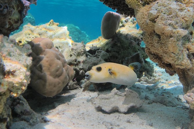 Bora Bora Lagoon Snorkeling Tour by Private Boat - Should you book this private boat lagoon snorkeling tour?