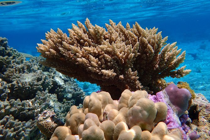 Bora Bora Lagoon Snorkeling Tour by Private Boat - Onboard comfort: towels, gear, refreshments, and real-world convenience