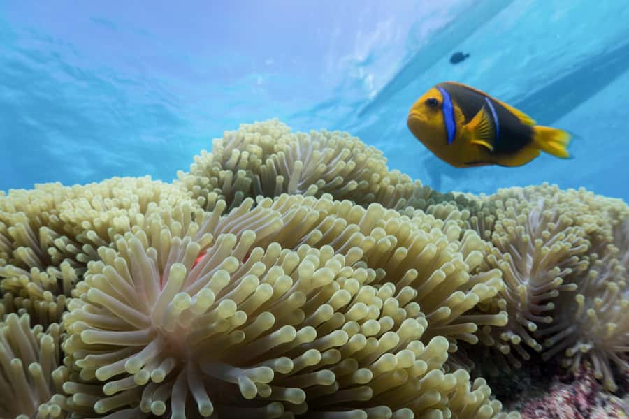 Bora Bora: Lagoon Tour and Snorkeling Experience - The 4-hour flow: pickup, outrigger, three stops, and a sandbank breather