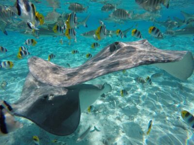 Bora Bora: Lagoon Tour and Snorkeling Experience - Stop 1: Stingrays up close in warm shallow water