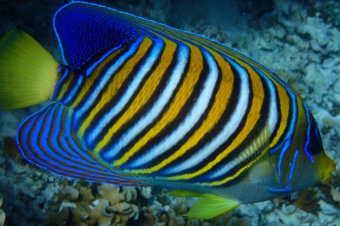 Bora Bora: Luxury Private Half Day Snorkeling Tour - The Four Winns 220 Ride: Comfort Matters When the Water’s Calling