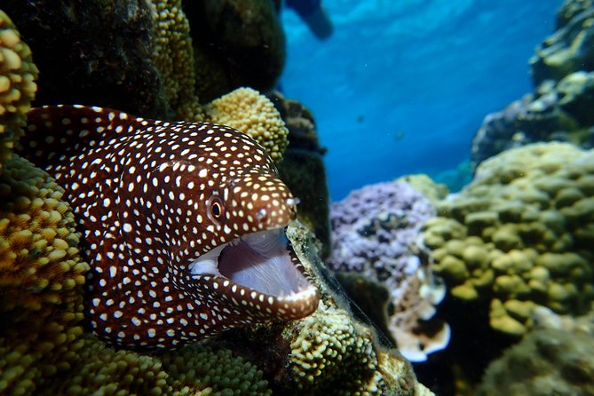 Bora Bora: Luxury Private Half Day Snorkeling Tour - What You’ll Actually See: Mantas, Rays, Moray Eels, and Coral Gardens