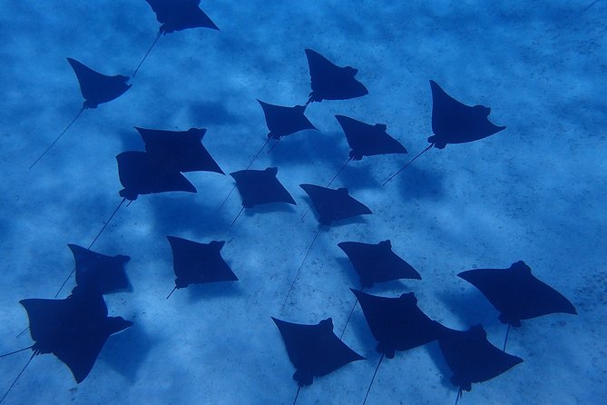 Bora Bora: Luxury Private Half Day Snorkeling Tour - Guide Styles: What Hiro, David, Vincent, Rudy, and Wilson Suggest