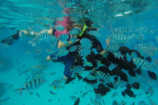 Bora Bora Private Lagoon Tours - Snorkeling gear included: what you can expect from the water time
