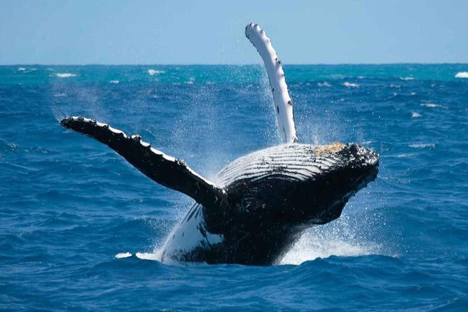 Bora Bora Whale Watching - Key things that make this whale watch work well