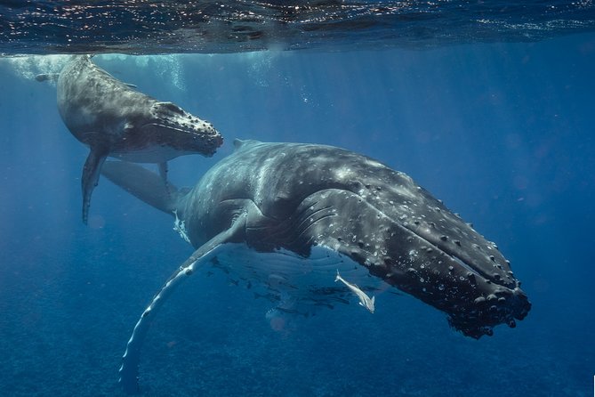 Bora Bora Whale Watching - Humpback whale songs through a hydrophone