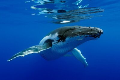 Bora Bora Whale Watching - Aquabike Adventure stop before the whale hunt