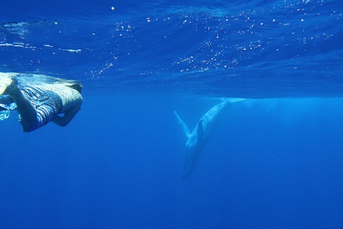 Bora Bora Whale Watching - Snorkeling gear included, but swimming depends on conditions