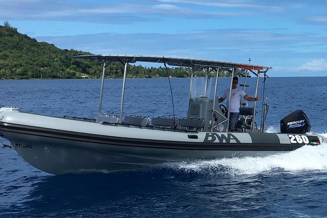 Bora Bora Whale Watching - Weather, water motion, and who should book this