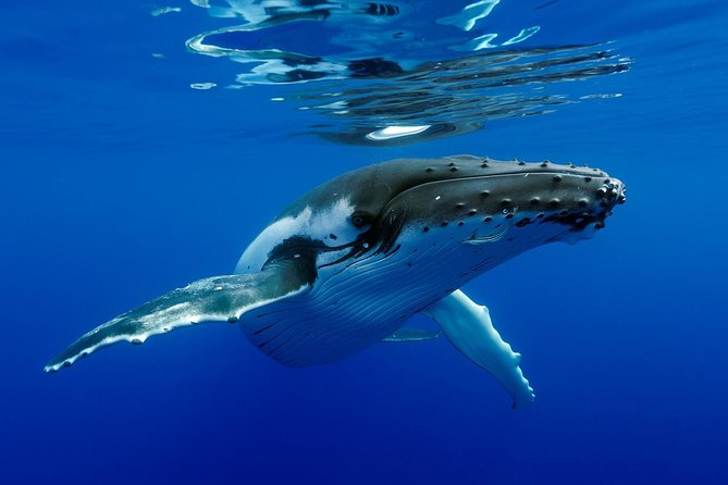 Bora Bora Whale Watching - Aquabike Adventure stop before the whale hunt