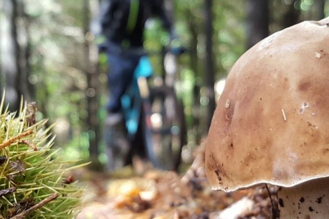 Botanical Trails of Madeira. Mountain biking Trail Experience - How a private mountain bike ride works in Madeira