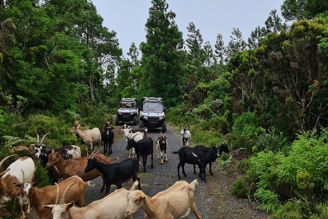 BUGGY TOUR - West / Center of the island (off-road) - How the ride works: two-seaters, safety checks, and real driving time