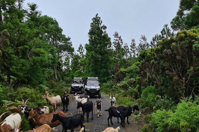 BUGGY TOUR - West / Center of the island (off-road) - What to wear: layers, dirt control, and shower plans
