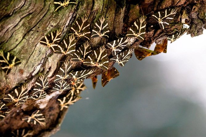 Butterfly Valley & Wine, Olive Oil, Honey Tasting Tour (Small Group) - Bee Museum + Honey Tasting: The Story Behind the Sweet Stuff