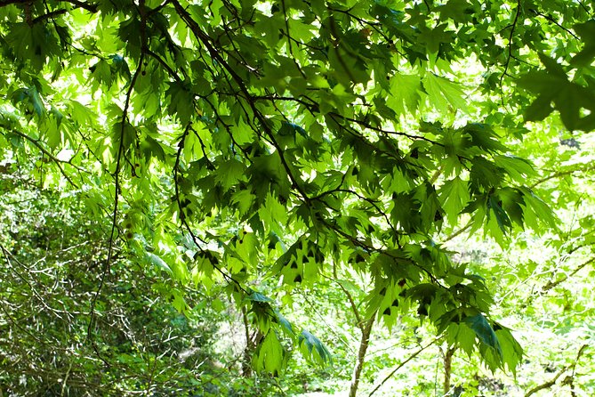 Butterfly Valley & Wine, Olive Oil, Honey Tasting Tour (Small Group) - Ancient Olive Oil Tasting: Why Extra-Virgin Can Taste Like Something