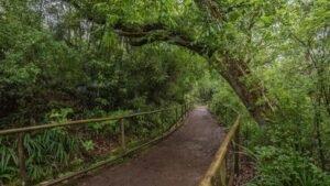 Caldeirão Verde: Queimadas PR9 Transfer and Self-Guided Hike - Pickup by shared van: the easiest way to start your day