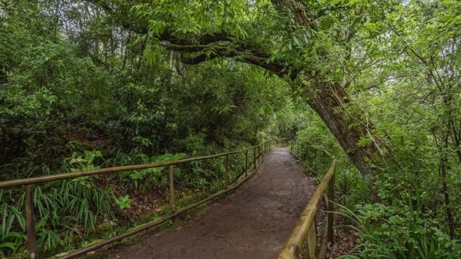 Caldeirão Verde: Queimadas PR9 Transfer and Self-Guided Hike - Pickup by shared van: the easiest way to start your day