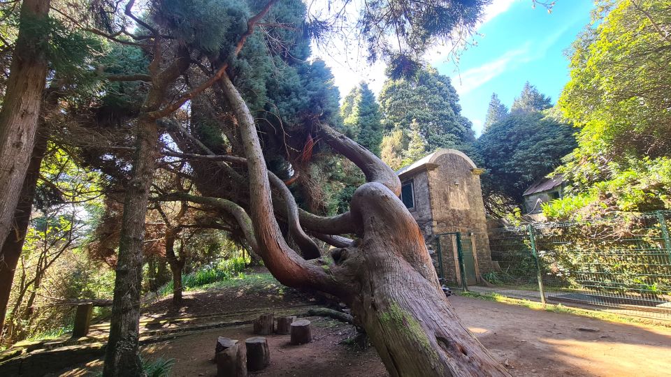 Camacha: Levada Trail e-Bike Guided Tour - Santo da Serra market stop: a short hit of town life