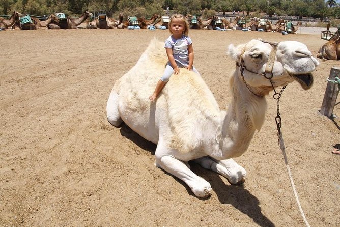 Camel Riding in Maspalomas Dunes - Guides, Group Size, and the Comfort Factor