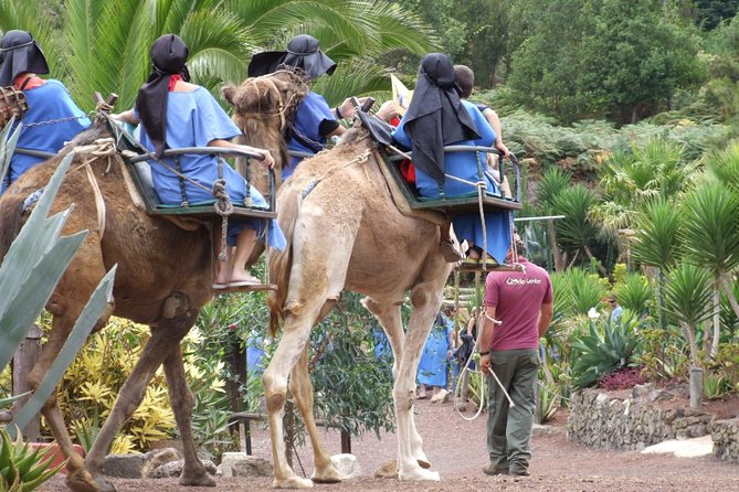 Camel Riding Tour at El Tanque, Tenerife - Key things to know before you book