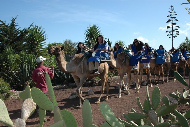 Camel Riding Tour at El Tanque, Tenerife - El Tanque camel ride: why the rural north feels special