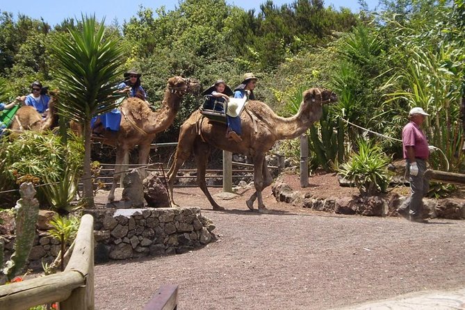 Camel Riding Tour at El Tanque, Tenerife - Animals, costumes, and the photo moment that comes with it