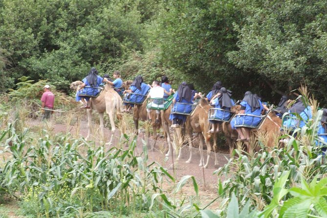 Camel Riding Tour at El Tanque, Tenerife - Price and value: what $18.07 buys (and what it doesn’t)