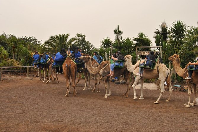 Camel Riding Tour at El Tanque, Tenerife - Finding Camello Center (TF-82, km 10.2) without stress