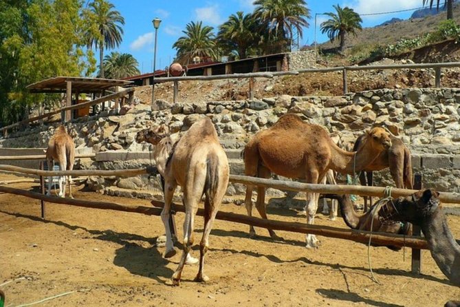 Camel Safari through the Dunes of Maspalomas - Comfort, Safety, and the Reality of Weight Limits