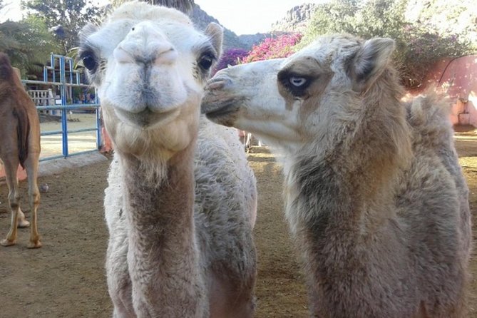 Camel Safari through the Dunes of Maspalomas - Camel Safari Duna Oasis: Getting There and Nail the Timing (Or Wait)