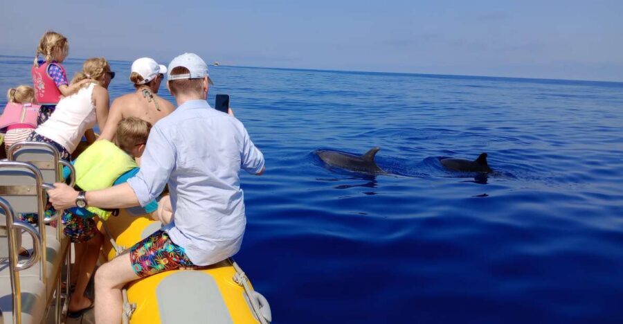 Can Picafort: Dolphin Watching Boat Tour with Swimming - From Can Picafort Marina: fast boat timing and what you’ll see