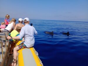 Can Picafort: Dolphin Watching Boat Tour with Swimming - Dolphins in their habitat: how the captain helps you actually find them
