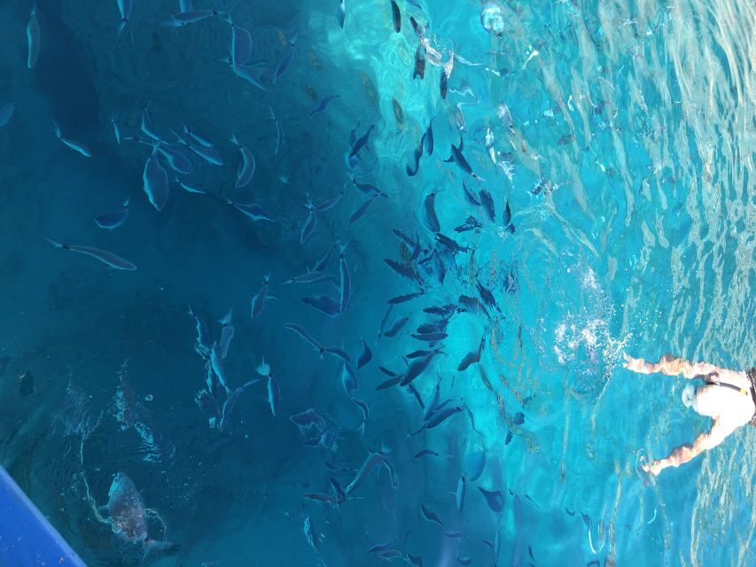Can Picafort: Dolphin Watching Boat Tour with Swimming - The cave and cove stop: where the scenery turns rocky and beautiful