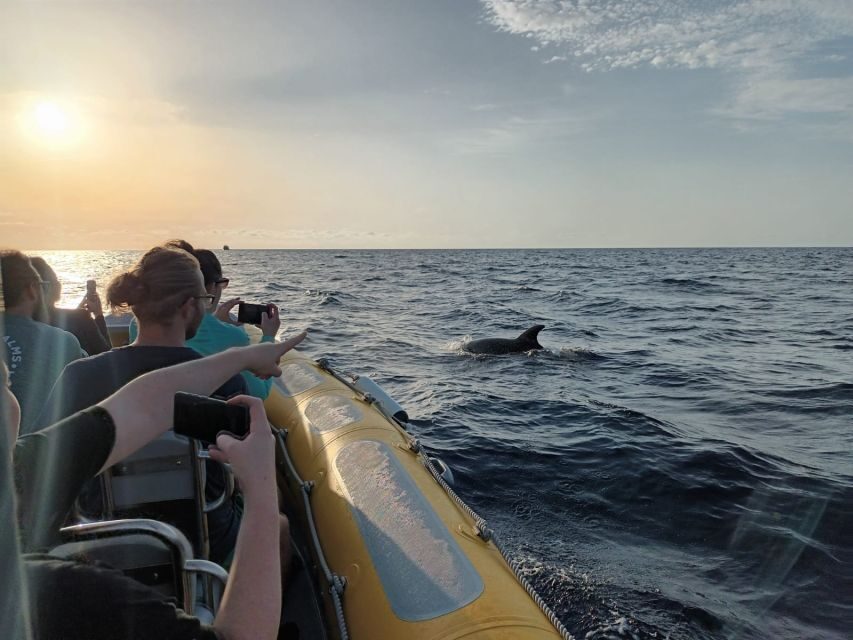 Can Picafort: Dolphin Watching Boat Tour with Swimming - Group size, languages, and comfort on a small boat