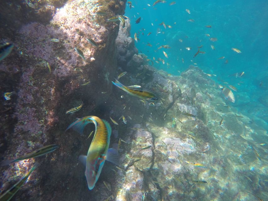Caniço, Madeira: Marine Reserve Kayak & Snorkelling Tour - Weather and sea state: the factor that changes everything