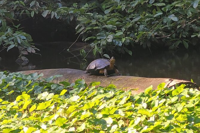 Canoe Boat Tour in Tortuguero Canal - Narrow canals and hidden spots: the real value of a guided route