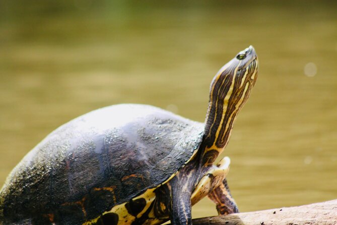 Canoe experience exploring Tortuguero National Park - Key highlights to know before you go