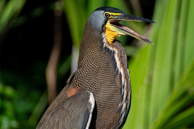 Canoe experience exploring Tortuguero National Park - Tour basics: price, time on the water, and what’s included