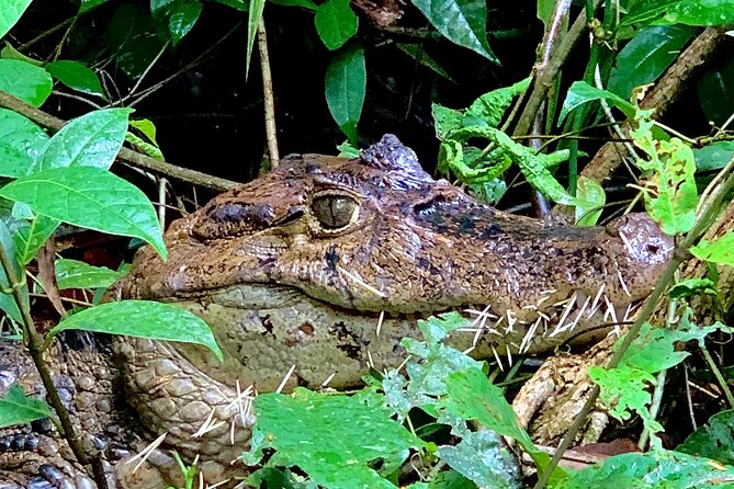 Canoe tour - Who should book this Tortuguero canoe (or kayak) tour?