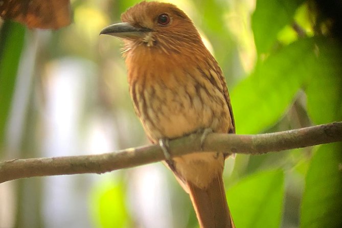 Carara National Park Tour - Getting There from Jaco: Timing and the Visitor Center Start