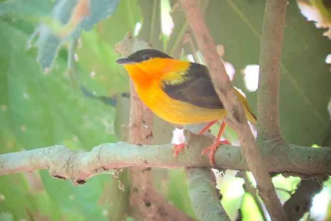 Carara National Park Tour - Guides You’re Likely to Be Matched With (Mauricio, Geohanna, Toño)
