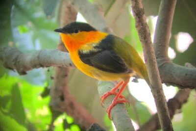 Carara National Park Tour - Stop 1: Carara National Park Birding Walk