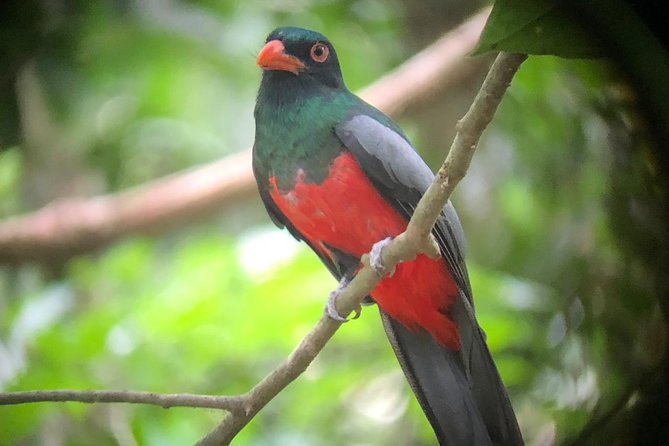 Carara National Park Tour - Who Should Book This Carara National Park Tour?