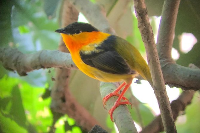 Carara National Park Tour - Stop 1: Carara National Park Birding Walk