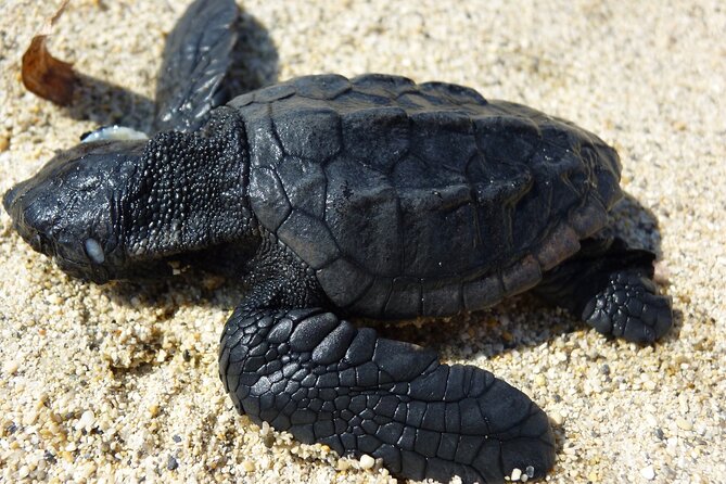 Caretta - Caretta Turtle Trip (Boat Trip) - A 3-hour Zakynthos turtle cruise built around swimming