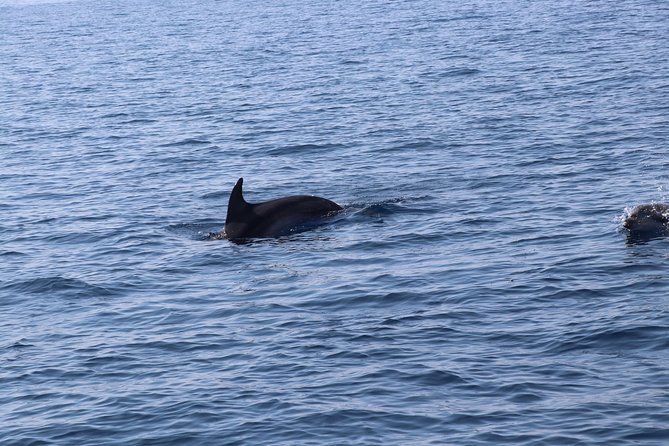 Catamaran excursions in the Asinara island National park - Timing and logistics: what 9:30 to 18:00 really means for you