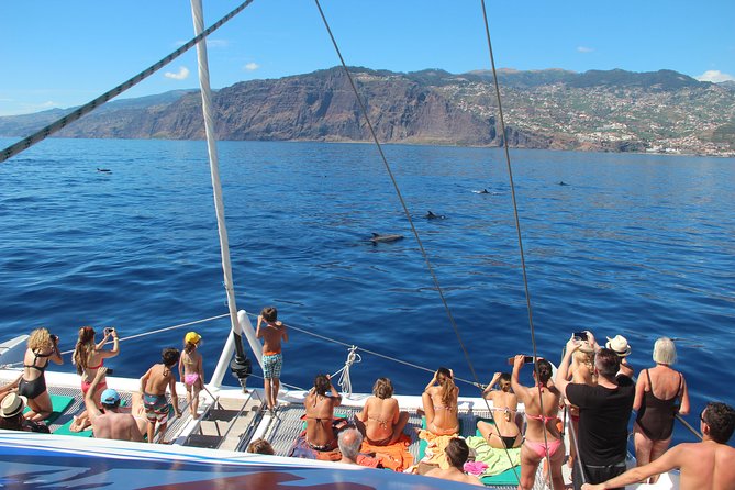 Catamaran Sunset Cruise from Funchal - Wildlife on This Cruise: How to Think About Dolphins and Whales Without Getting Stressed